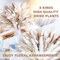 96PCS Natural Dried Pampas Grass Boho Home Decor Bouquet Phragmites Dried Flowers Bouquet